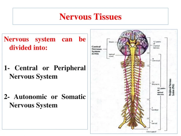Nervous system can be divided into: 1- Central or Peripheral  Nervous System