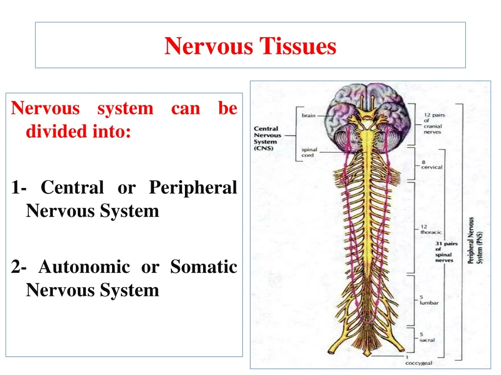 nervous tissues