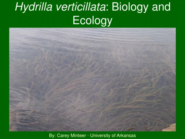 Hydrilla verticillata : Biology and Ecology