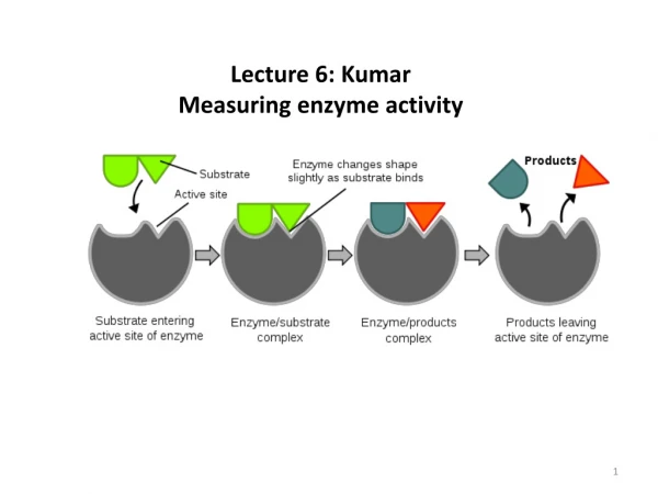 Lecture 6: Kumar Measuring enzyme activity