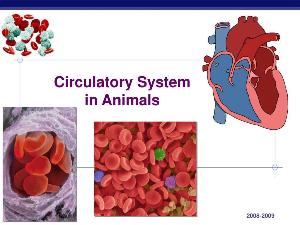 circulatory system in animals