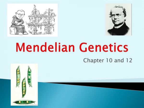 Mendelian  Genetics