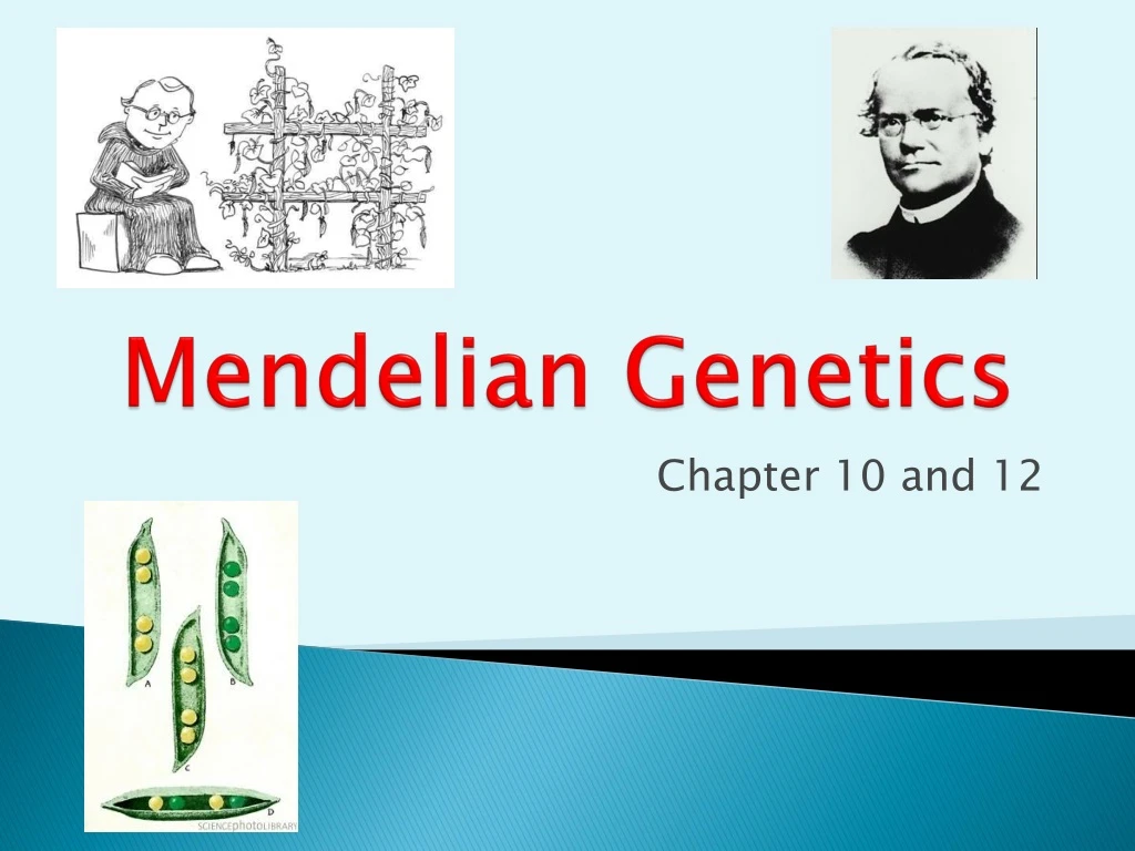 mendelian genetics