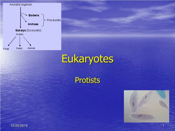 Eukaryotes