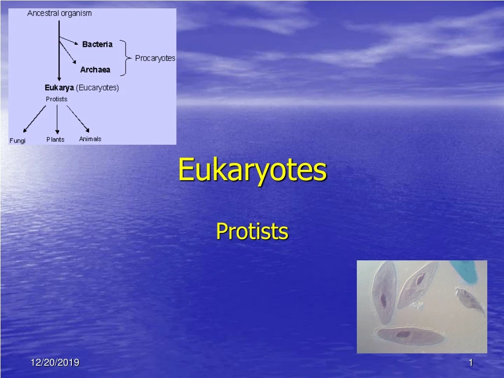 eukaryotes