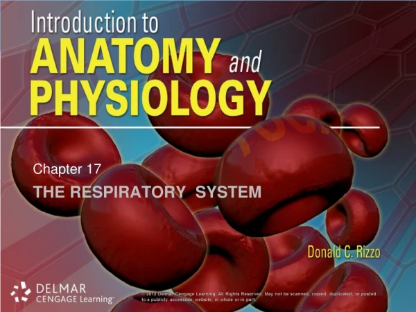 The Respiratory  System