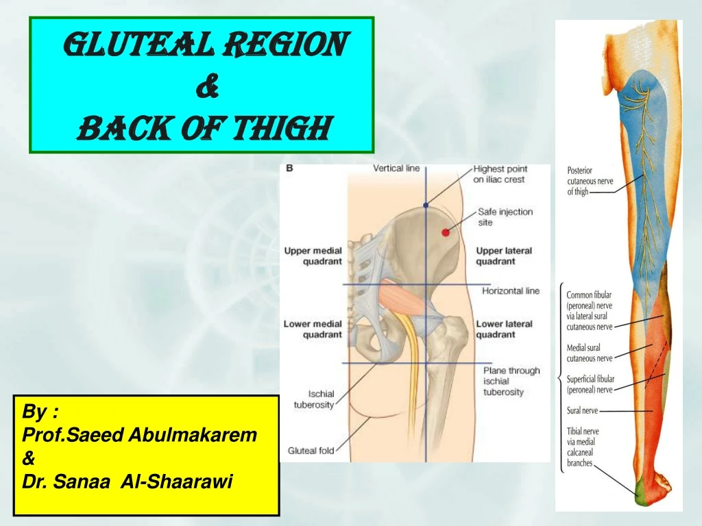 gluteal region back of thigh