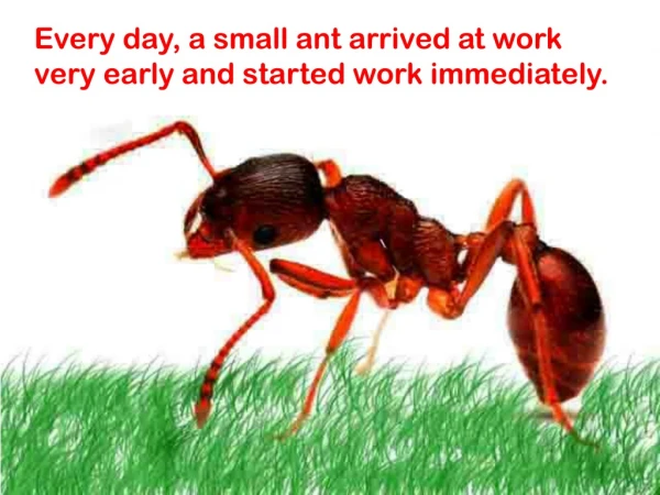 Every day, a small ant arrived at work  very early and started work immediately.