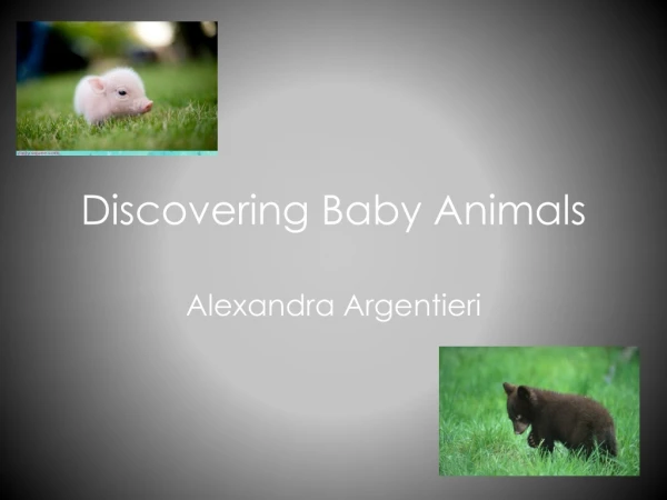 Discovering Baby Animals