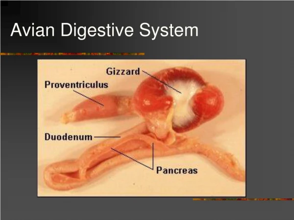 Avian Digestive System