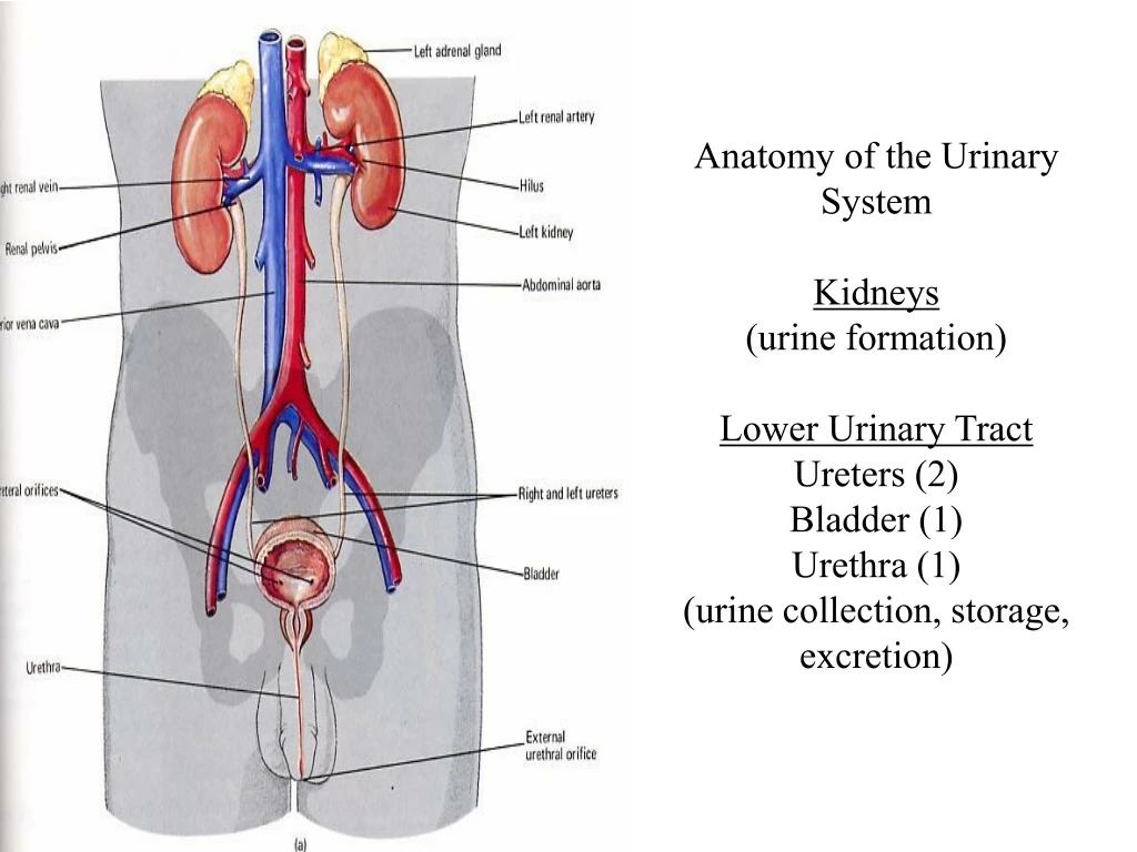 anatomy of the urinary system kidneys urine