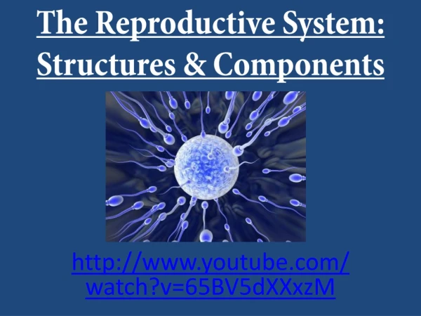 The Reproductive System: Structures &amp; Components