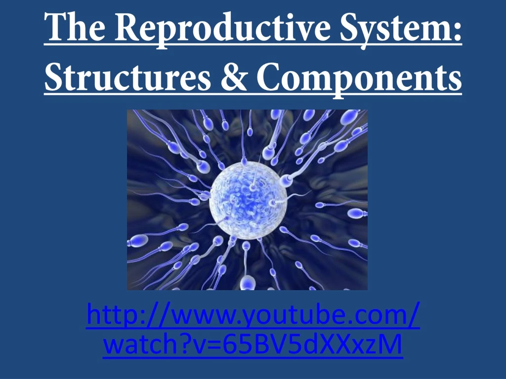 the reproductive system structures components