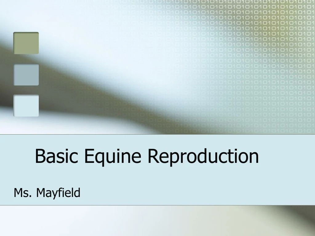 basic equine reproduction