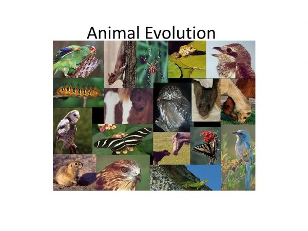 Animal Evolution