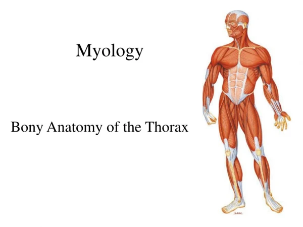 Myology