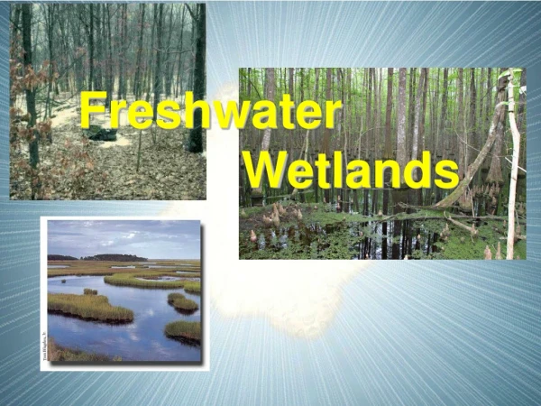 Freshwater  		    Wetlands