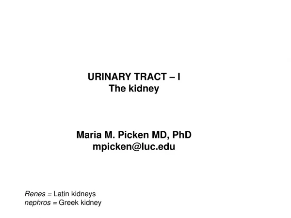 URINARY TRACT – I The kidney Maria M. Picken MD, PhD mpicken@luc