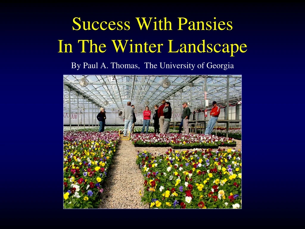 success with pansies in the winter landscape