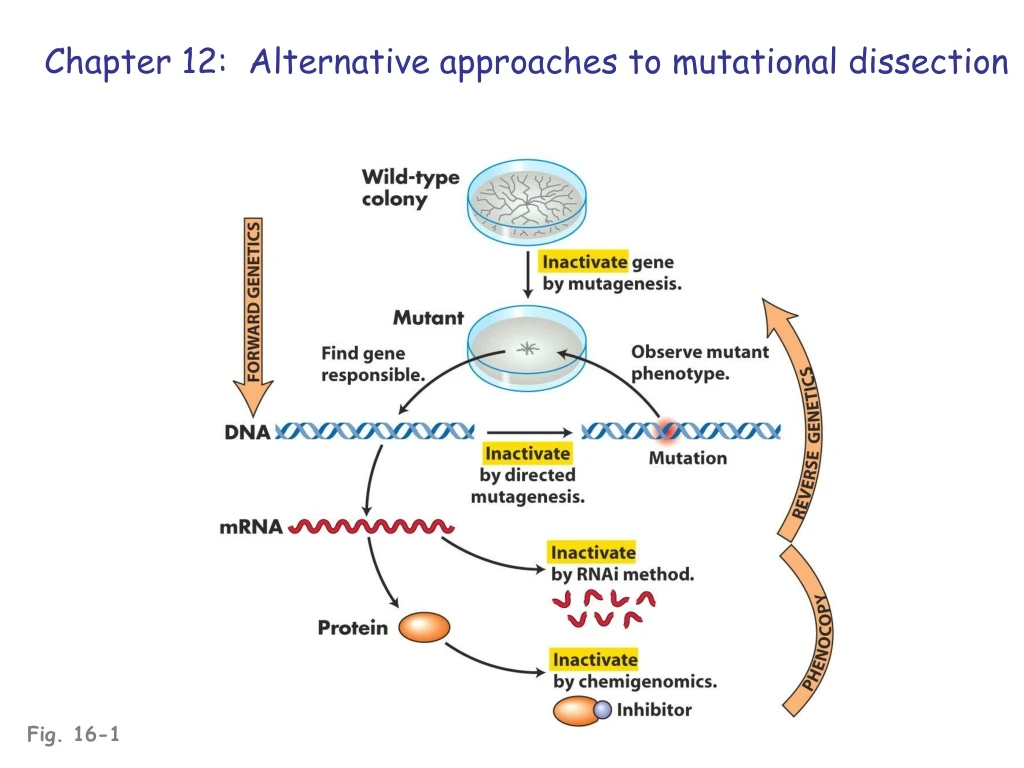 chapter 12 alternative approaches to mutational