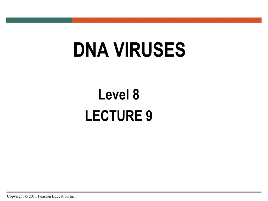 dna viruses