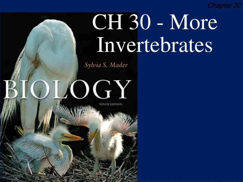 ch 30 more invertebrates