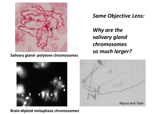 Salivary gland- polytene chromosomes
