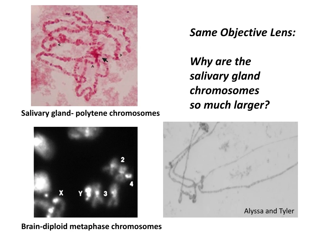 same objective lens why are the salivary gland