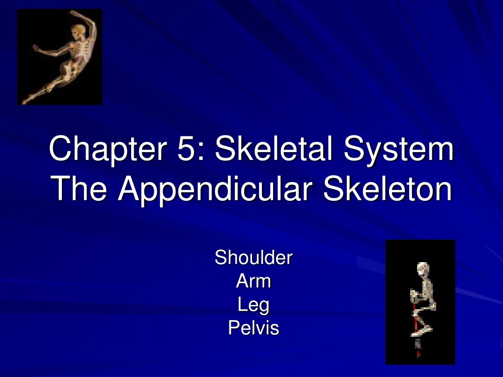chapter 5 skeletal system the appendicular skeleton