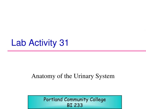 Lab Activity 31