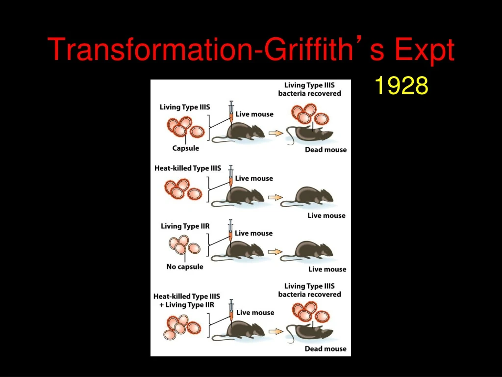 transformation griffith s expt