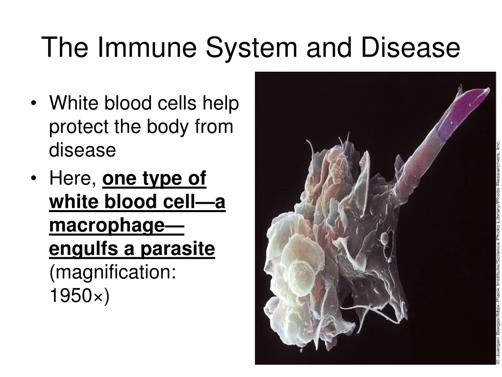 the immune system and disease