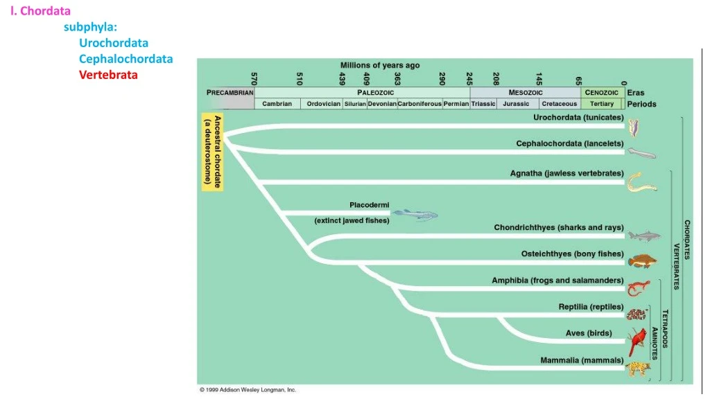 l chordata subphyla urochordata cephalochordata