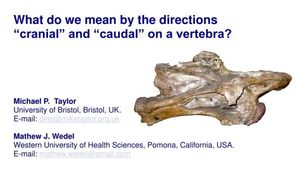 What do we mean by the directions “cranial” and “caudal” on a vertebra?