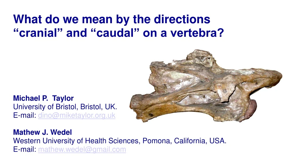what do we mean by the directions cranial