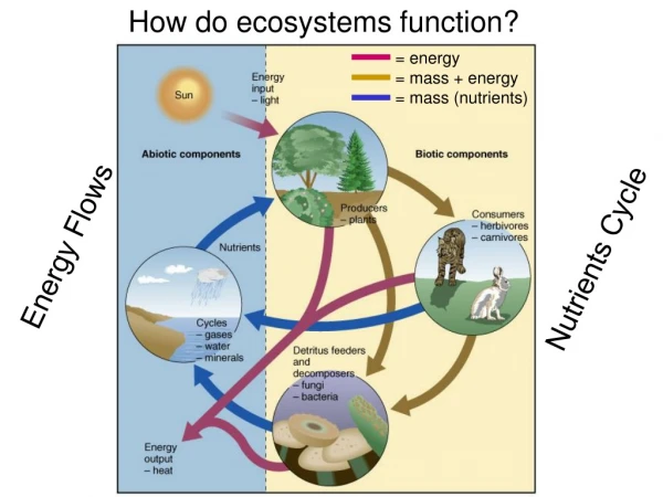 How do ecosystems function?