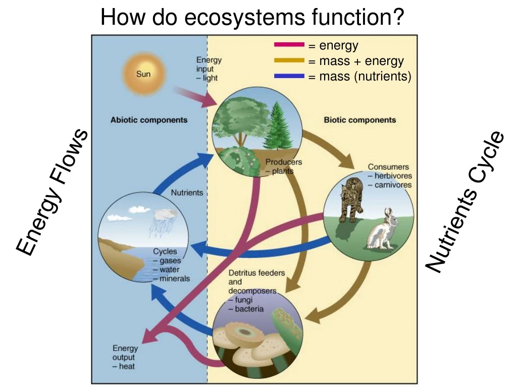 how do ecosystems function