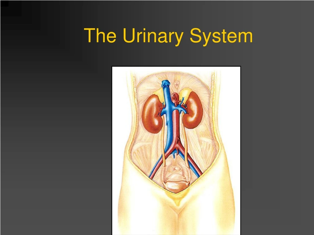 the urinary system