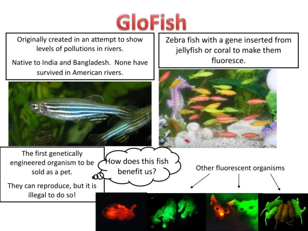 GloFish