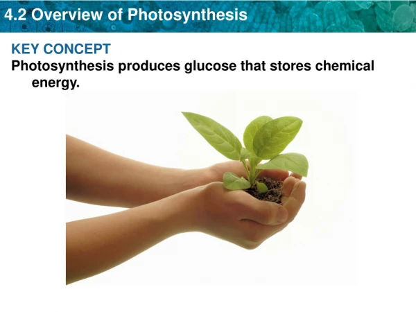 KEY CONCEPT Photosynthesis produces glucose that stores chemical energy.