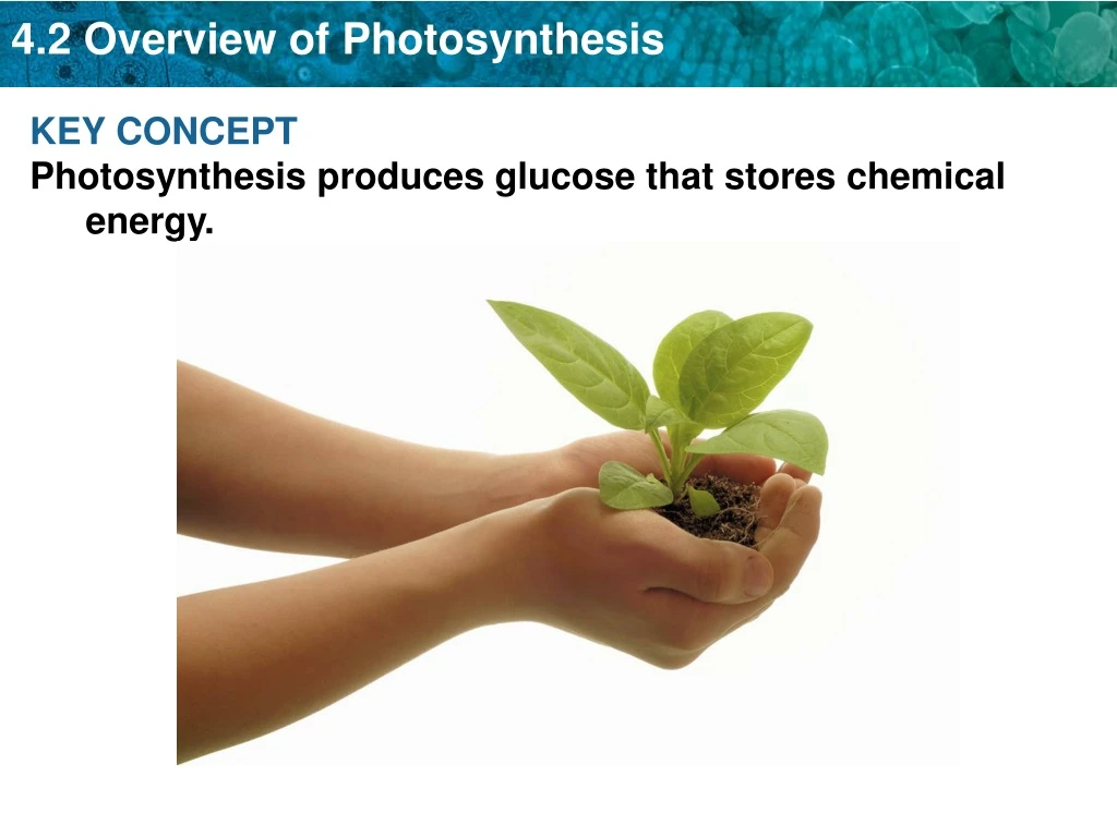 key concept photosynthesis produces glucose that