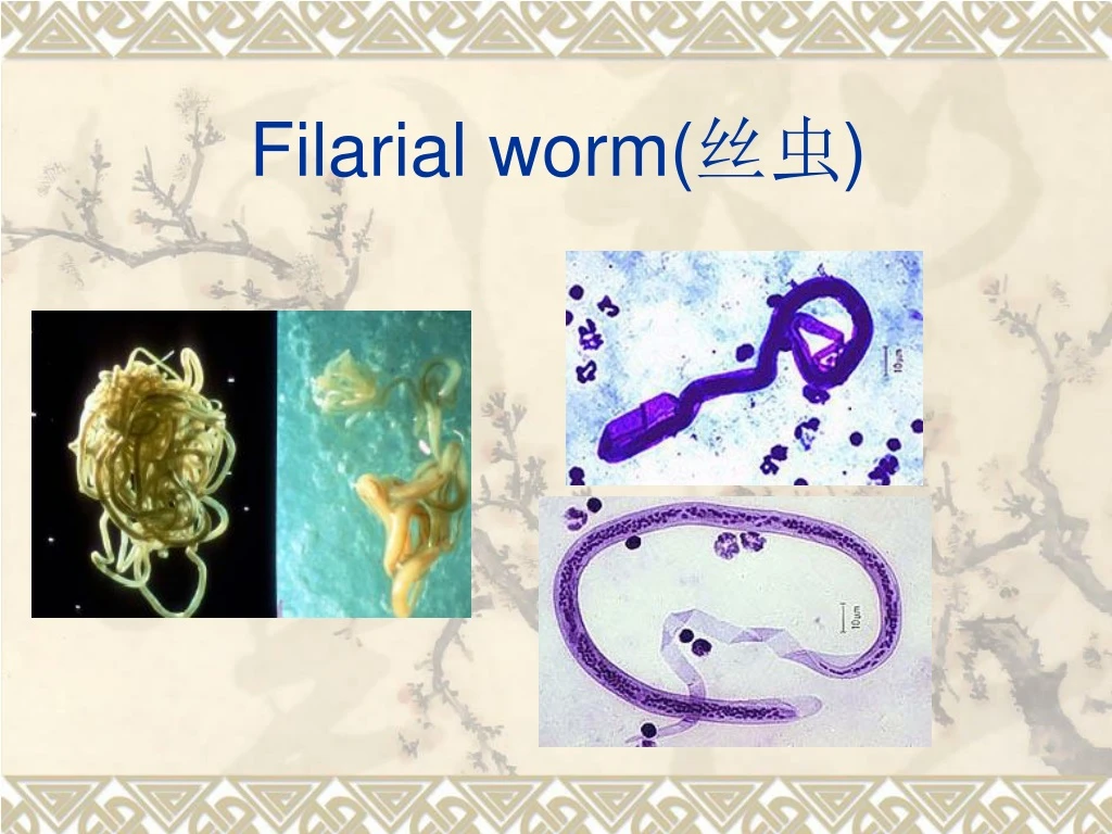 filarial worm