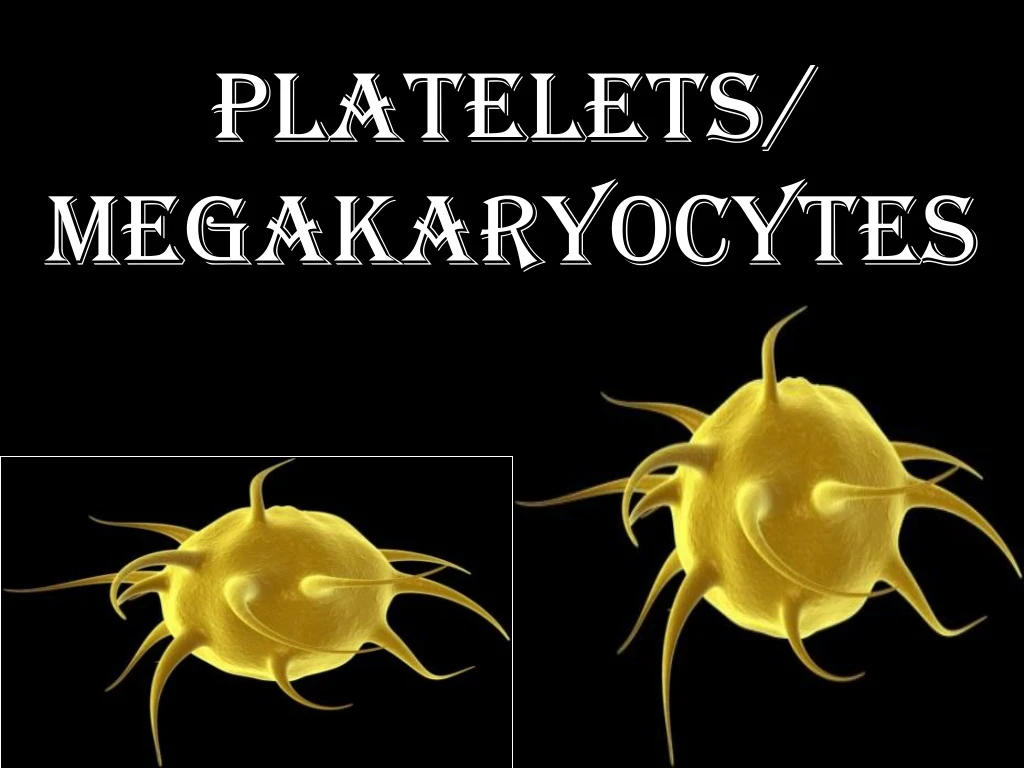 platelets megakaryocytes