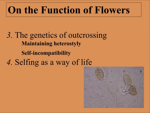 3.  The genetics of outcrossing Maintaining heterostyly Self-incompatibility
