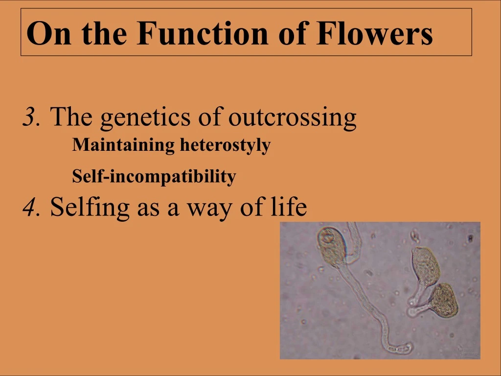 on the function of flowers