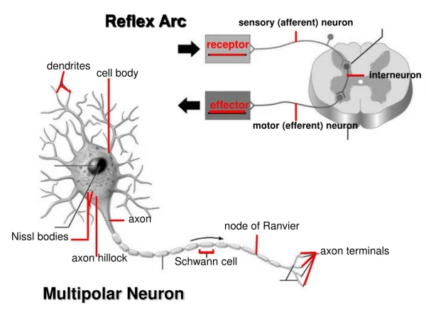 Multipolar  Neuron