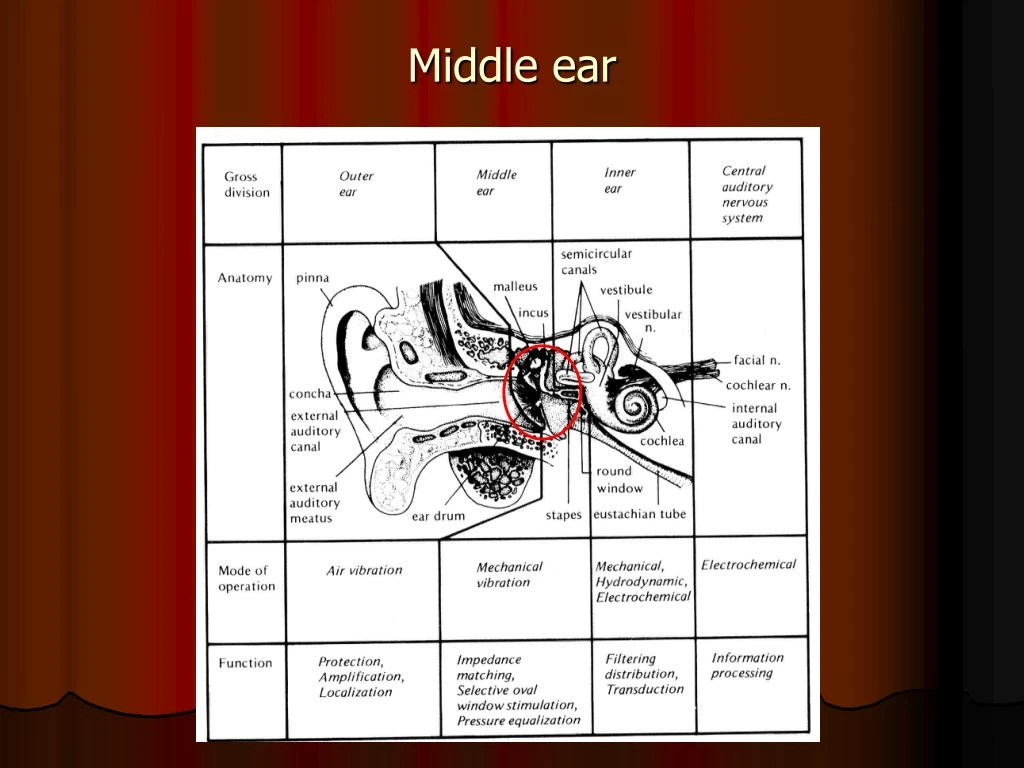 middle ear