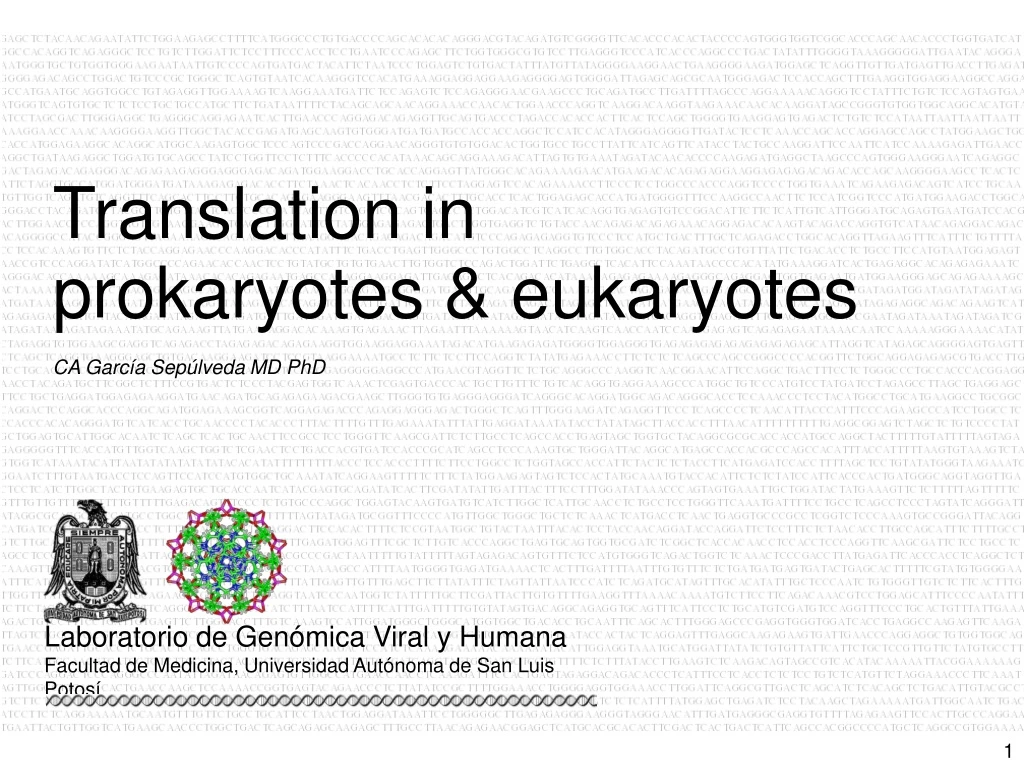 translation in prokaryotes eukaryotes