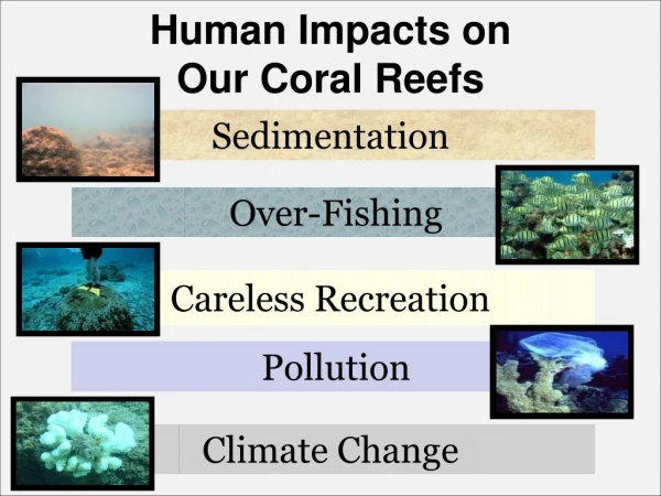 Human Impacts on  Our Coral Reefs