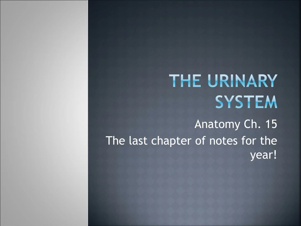 the urinary system